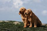 BASSET FAUVE DE BRETAGNE 002